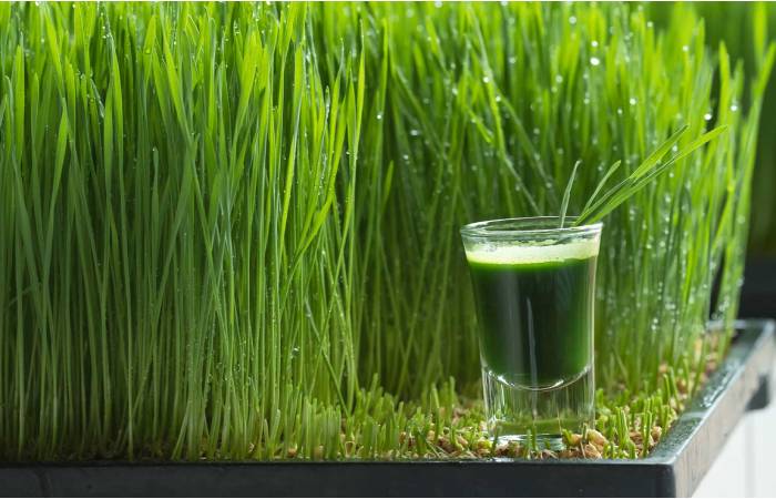 Wheatgrass Write For Us